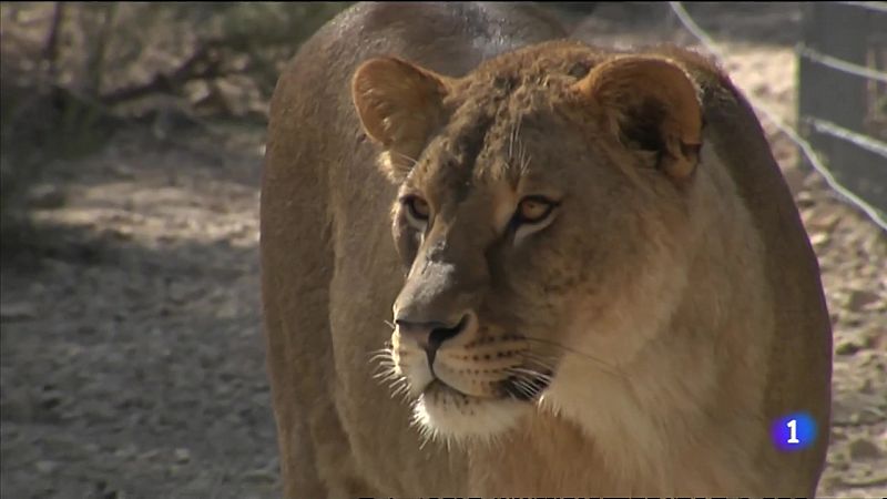 Primadomus de Villena: el nuevo hogar para cientos de primates y grandes felinos intervenidos