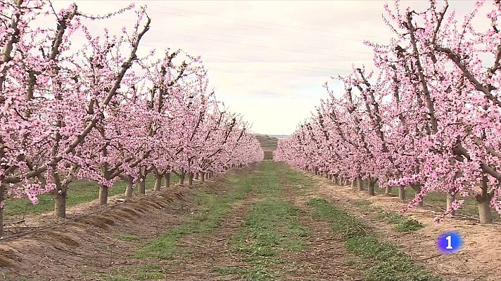 L'Informatiu - L'espectacle visual dels camps florits