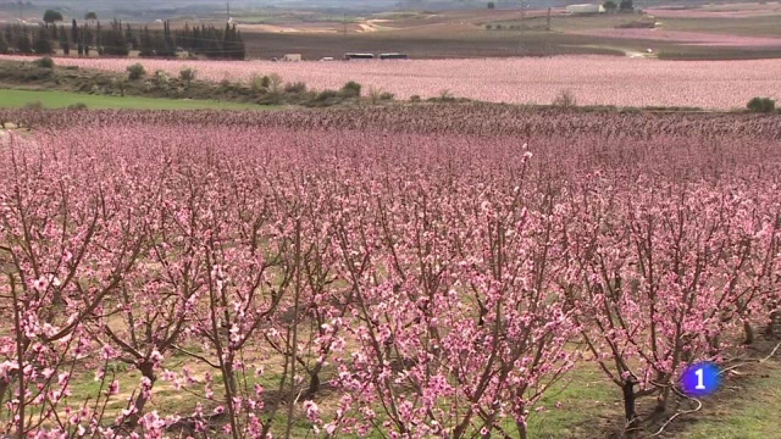 Los campos de Aitona, en Lleida, atracción turística -Ver ahora