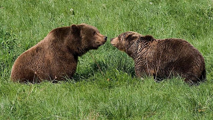 Así se salvó al oso pardo de la extinción en España