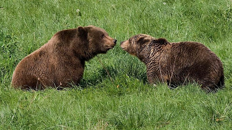 Así se salvó al oso pardo de la extinción en España