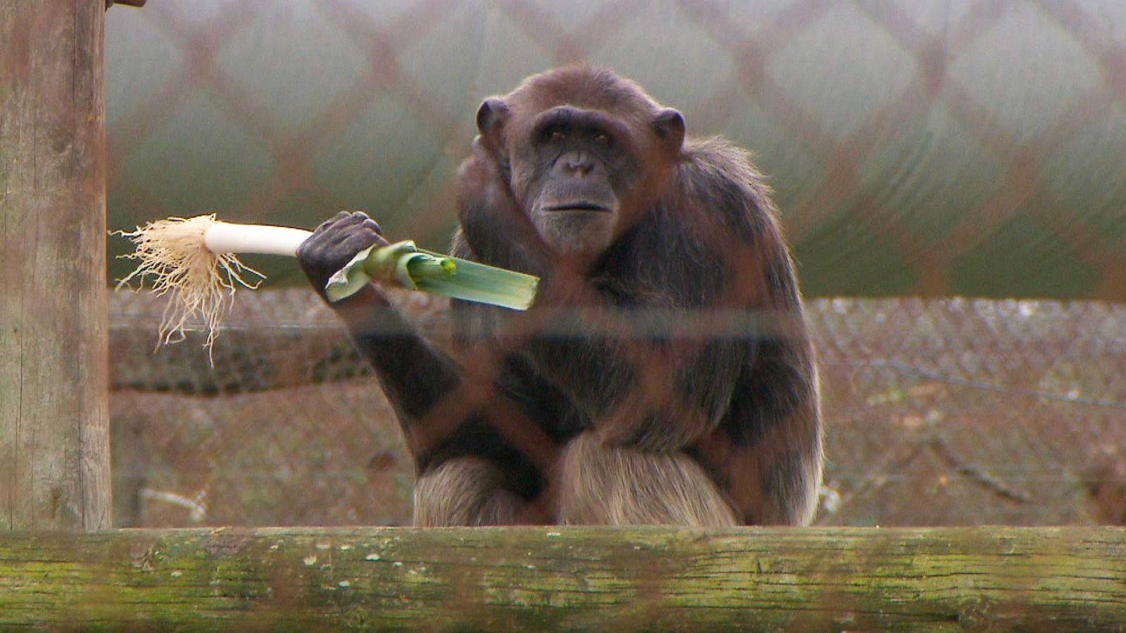 ¿Qué pasa si mi mascota es un primate? I El escarabajo verde