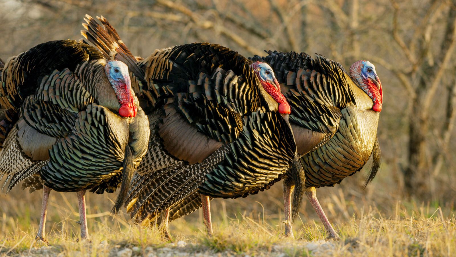 El juego del amor - Episodio 5: Contra todo pronóstico - Ver ahora