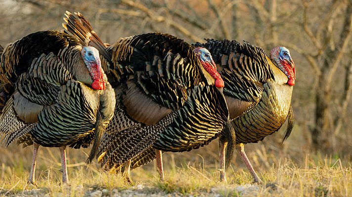 El juego del amor - Contra todo pronóstico