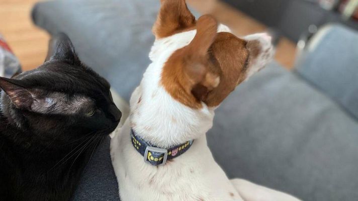 Telediario 2 - Bulos sobre la ley de bienestar animal: penas de cárcel y zoofilia