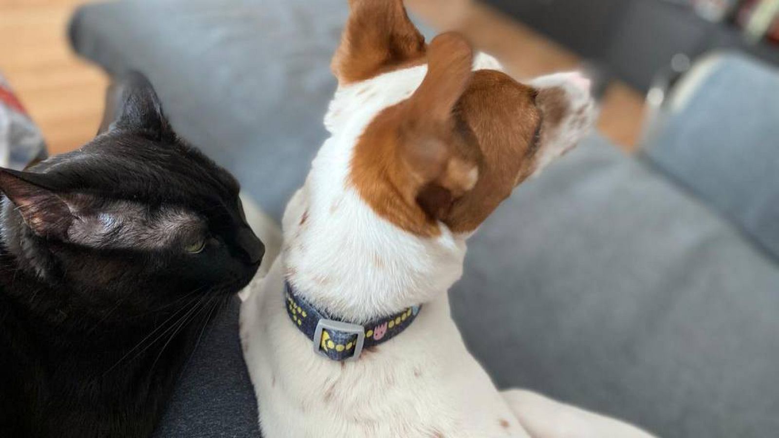 Bulos sobre la ley de bienestar animal: penas de cárcel y zoofilia