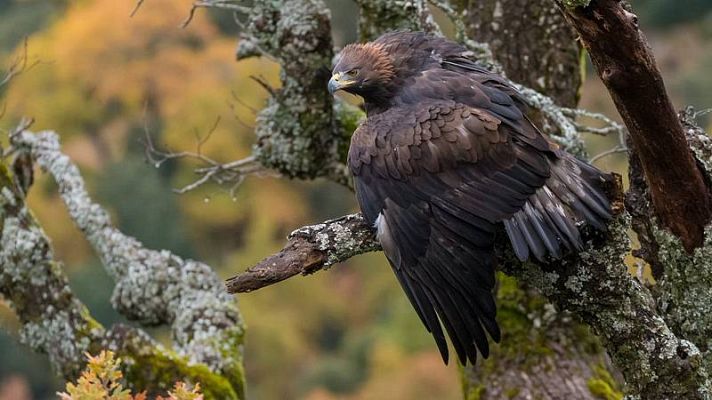 Días de Cine: Iberia: naturaleza infinita.