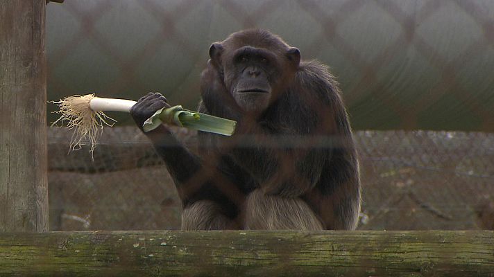 El escarabajo verde - El escarabajo verde - ¡Qué monos!