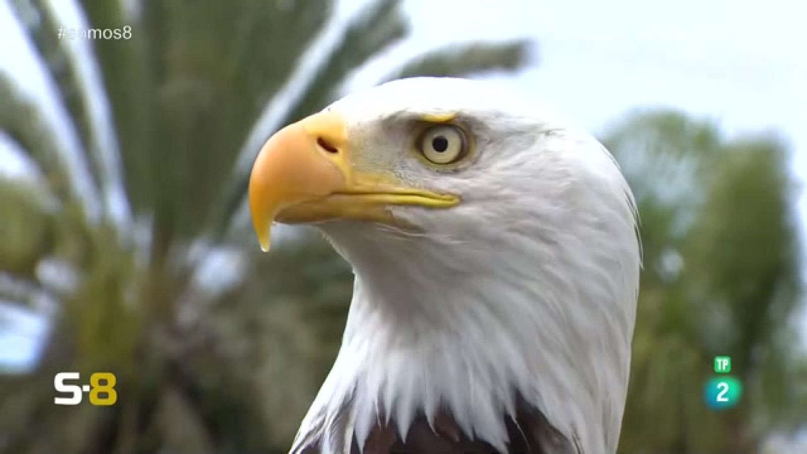 SOMOS 8 - 17/03/2023