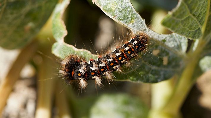 La hora de La 1 - Precauciones con los niños y la oruga procesionaria