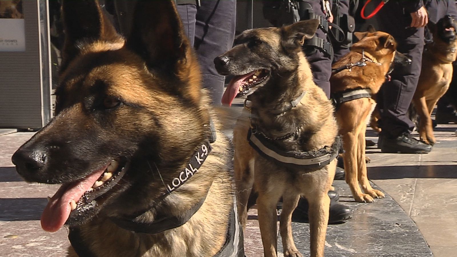 Curso para perros de detección - Ver ahora