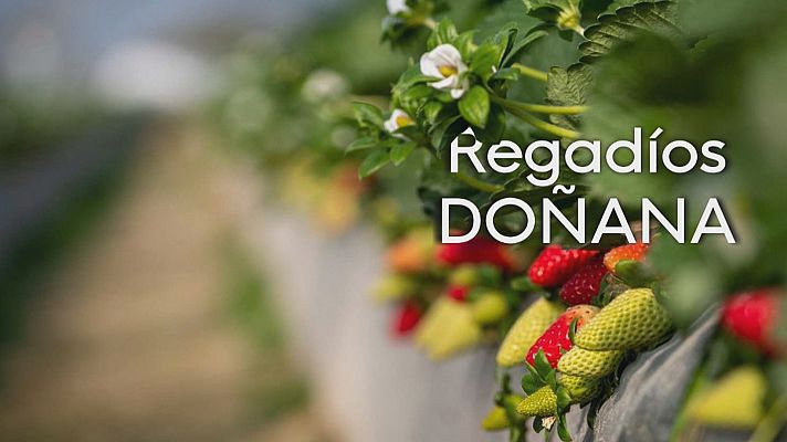 Noticias Andalucía - Bruselas advierte en defensa de Doñana