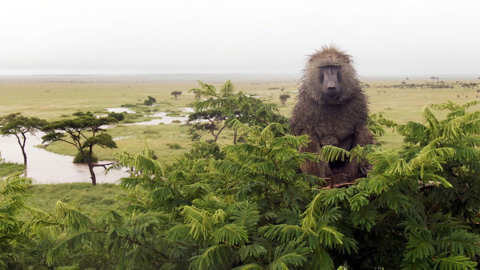 Serengueti - T2 - Episodio 1: Intriga - Ver ahora