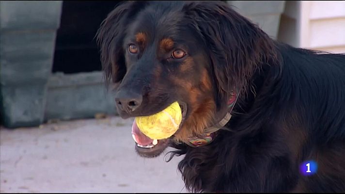 L'informatiu - Comunitat Valenciana - Amb la primavera tornen algunes plagues, com la processionària