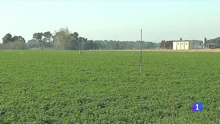 L'Informatiu - Com viu el camp la situació de sequera? Les collites perillen