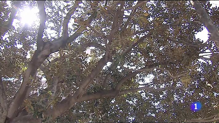 L'informatiu - Comunitat Valenciana - L'Informatiu de la Comunitat Valenciana 1 - 24/03/23