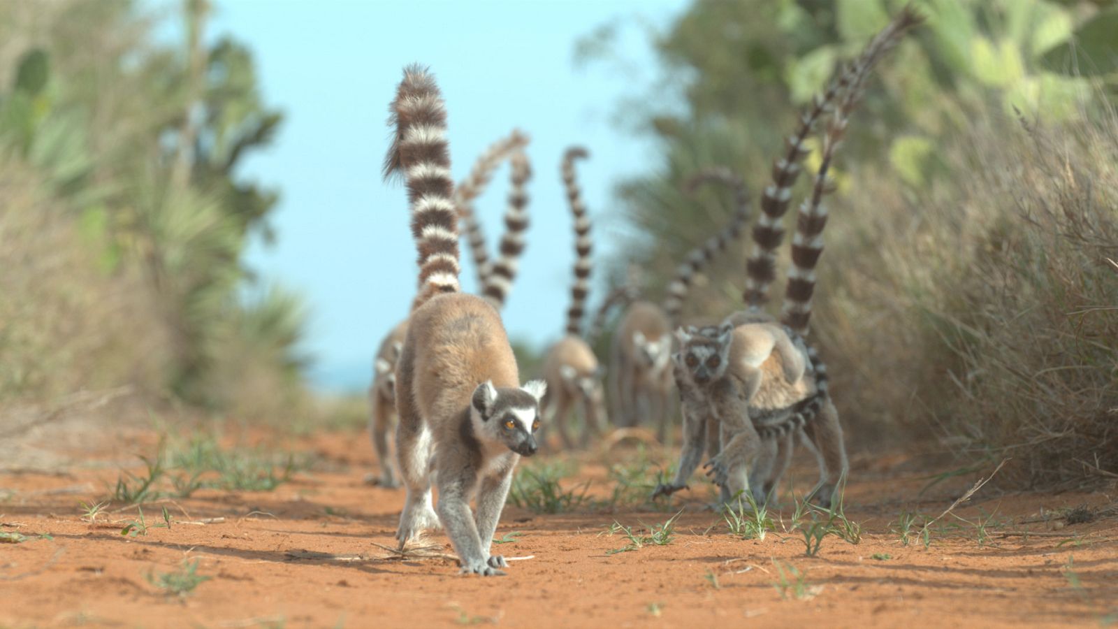 Bandas de la isla de los lemures - Episodio 4: El camino de la independencia - ver ahora