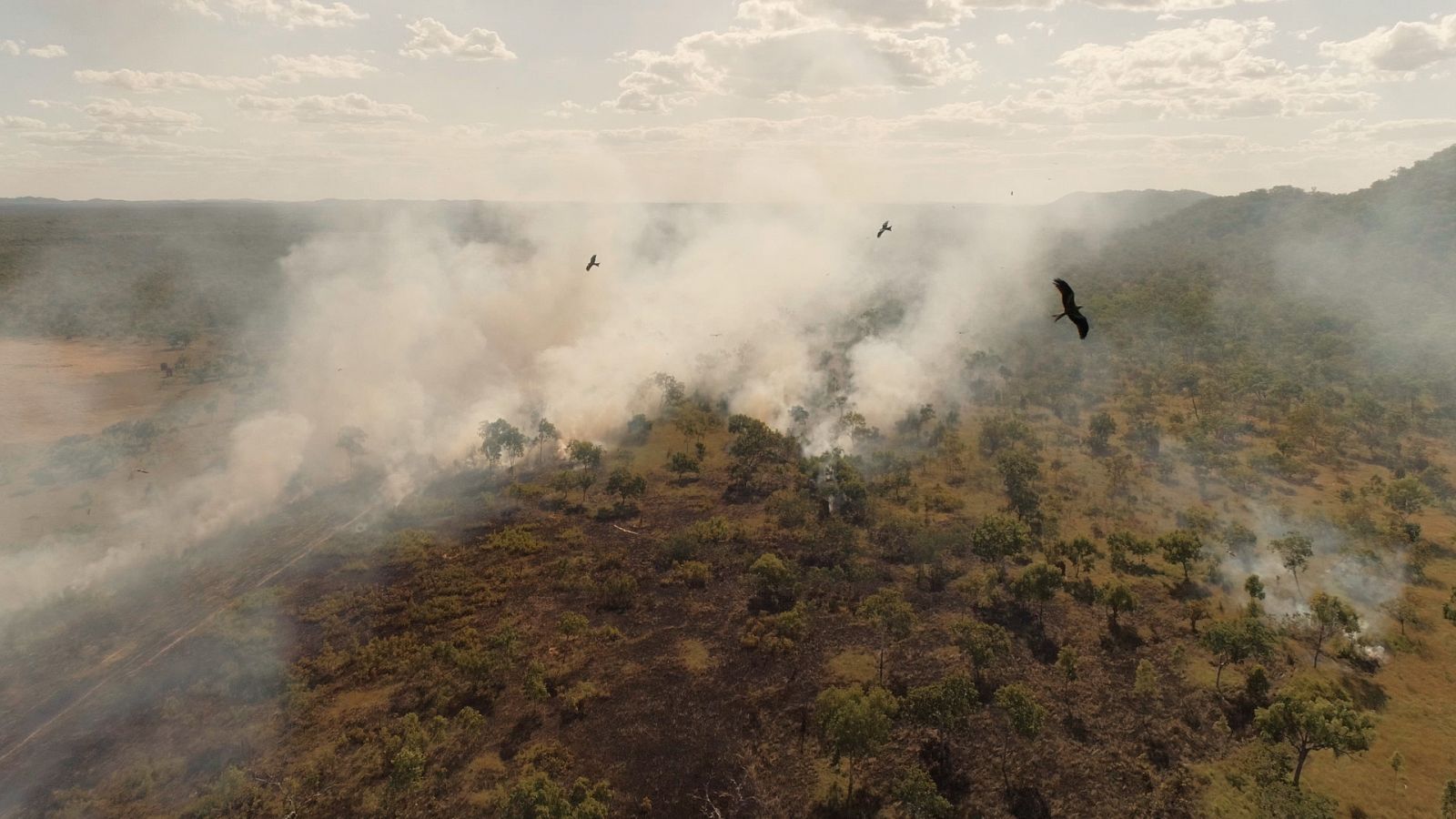 Somos documentales - Sobrevivir a las catástrofes. Las estrategías de la naturaleza - Documental en RTVE