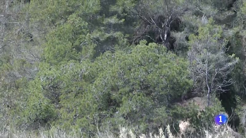 Preocupació a Tarragona per l'elevat risc d'incendi