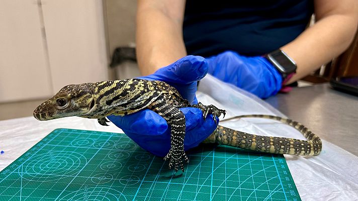 Nacen cinco crías de dragón de Komodo en el Bioparc de Fuengirola