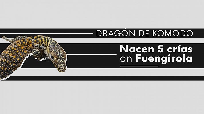 Nacen 5 dragones de Komodo en Málaga