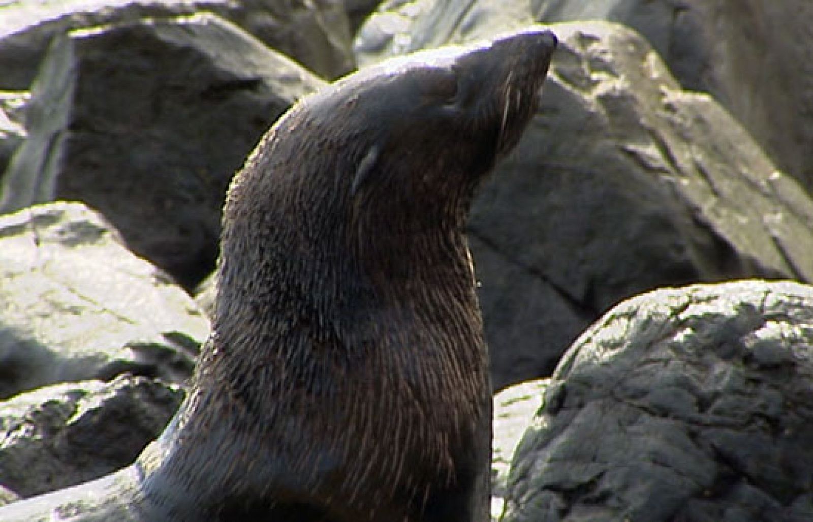 Viajamos a la isla de Robinson Crusoe - Ciencia y tecnología en Rtve.es | Ver