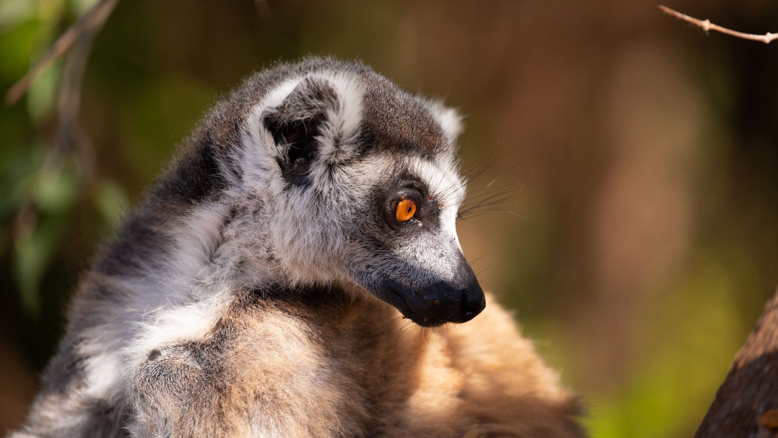 Bandas de la isla de los lemures - Episodio 3: Riesgo y recompensa - ver ahora