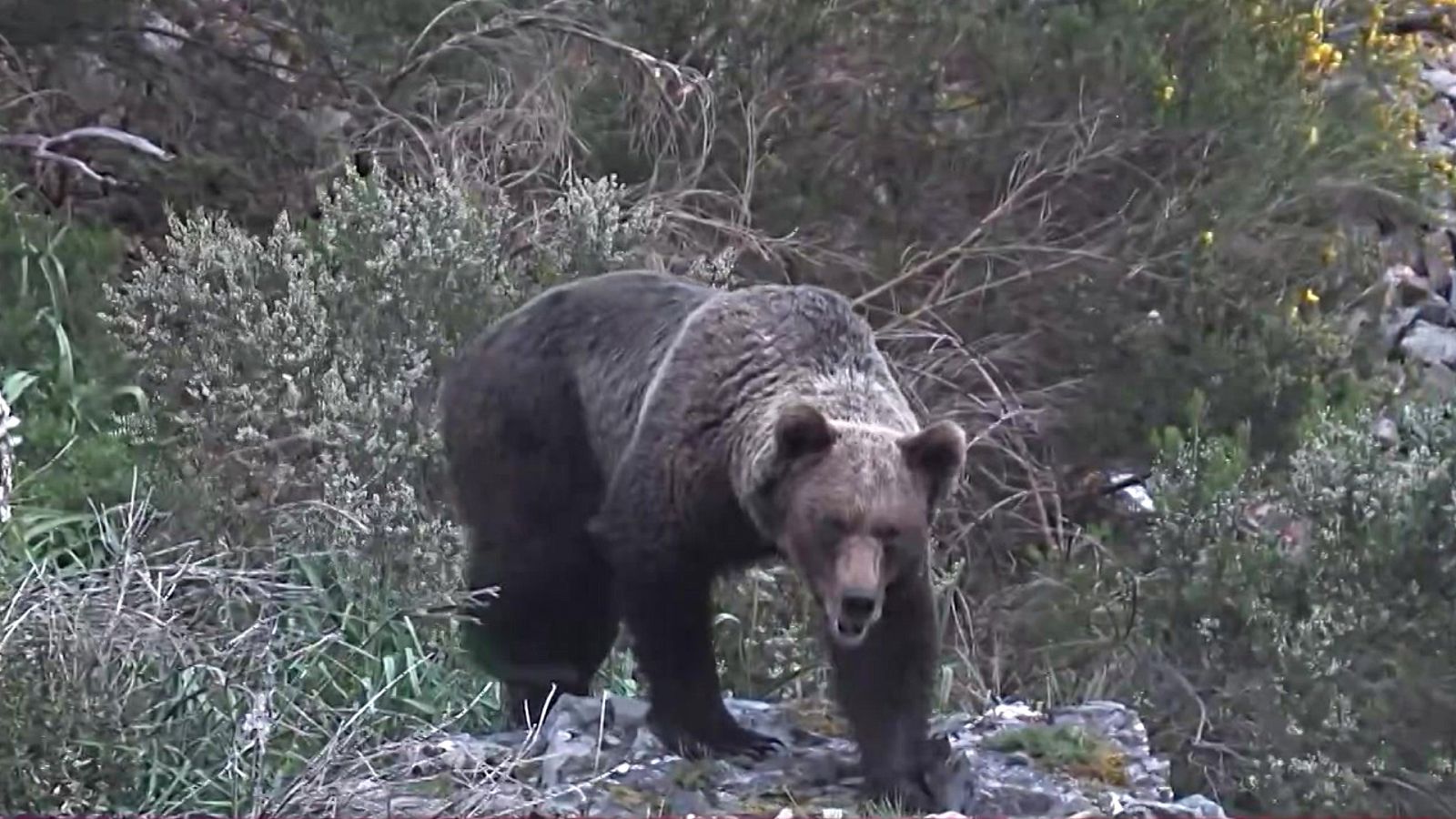 Objetivo Planeta - La recuperación del oso pardo en España