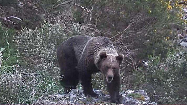 La recuperación del oso pardo en España