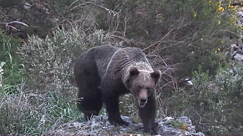 Objetivo Planeta - La recuperacin del oso pardo en Espaa - ver ahora