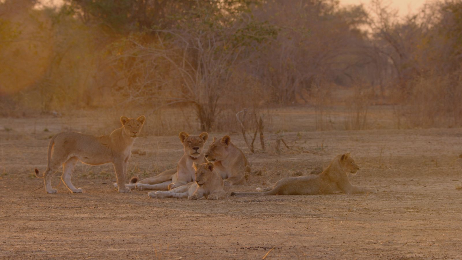 Los cazadores de África - Episodio 2: Compañeros de armas - ver ahora