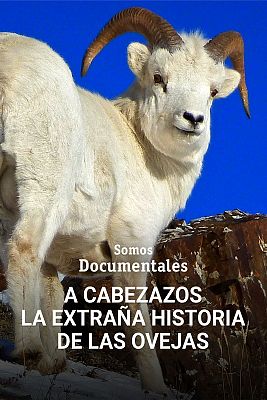 A cabezazos la extraña historia de las ovejas