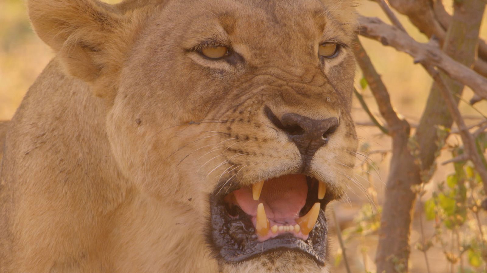 Los cazadores de África - Episodio 3: Los reyes de Nfesu - ver ahora