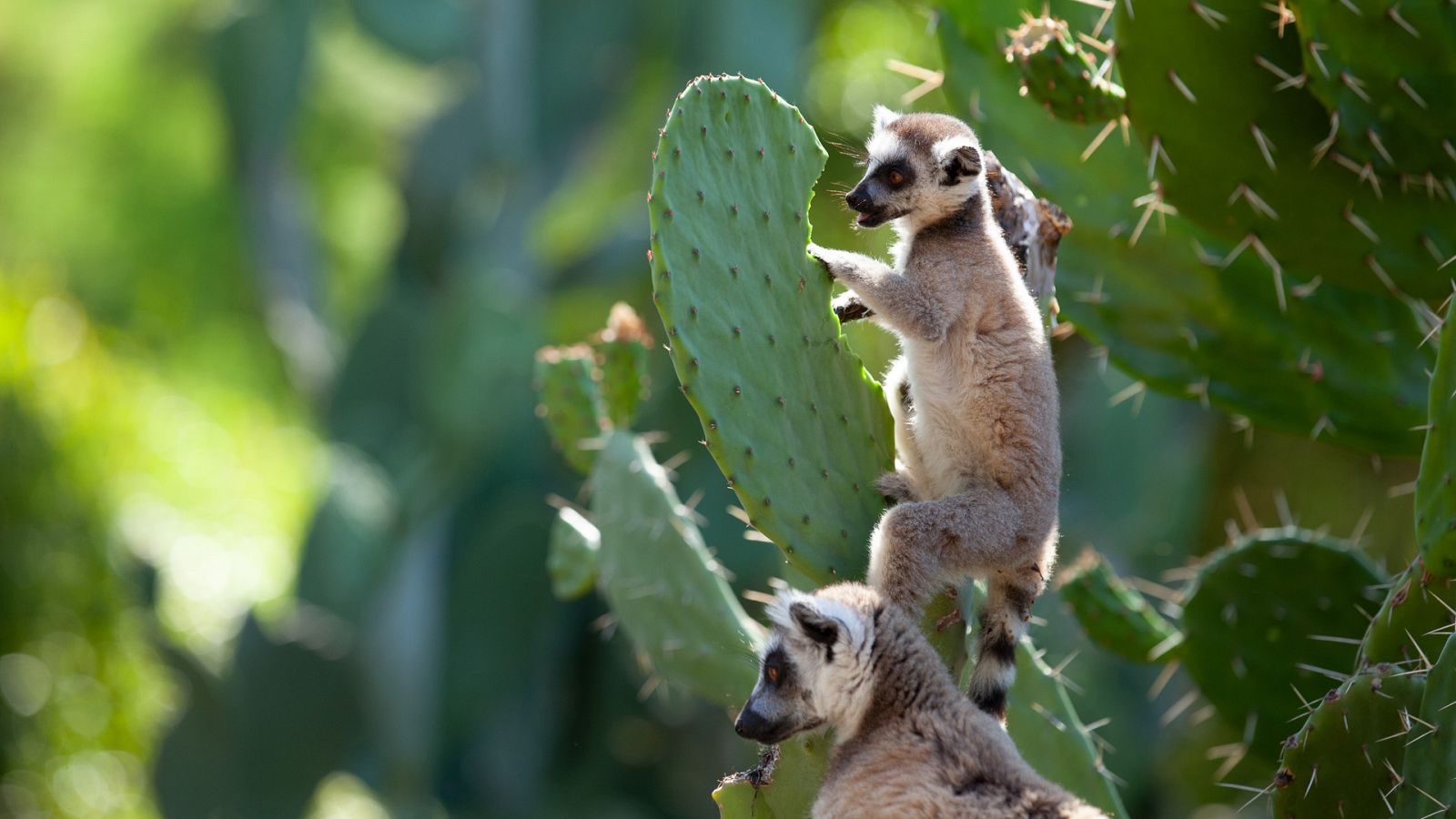 Bandas de la isla de los lemures - Episodio 5: La dinastía de Berenty - ver ahora