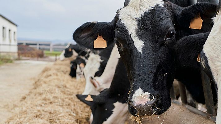 La crisis de la leche: España pierde vacas lecheras por los altos costes y el descenso de beneficios