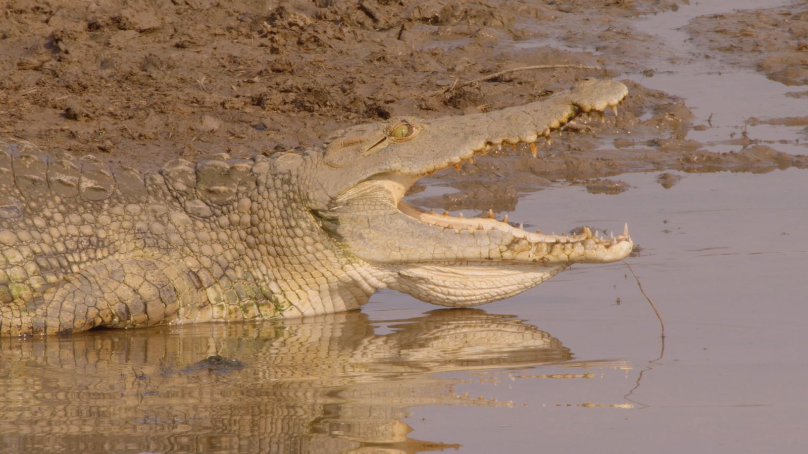 Los cazadores de África - Episodio 4: El príncipe perdido - ver ahora