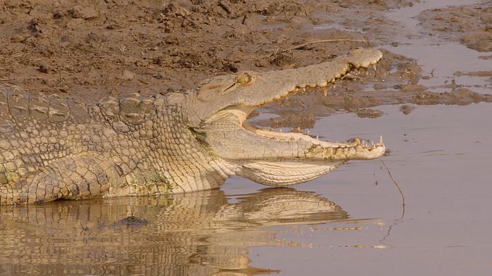 Los cazadores de África - El príncipe perdido