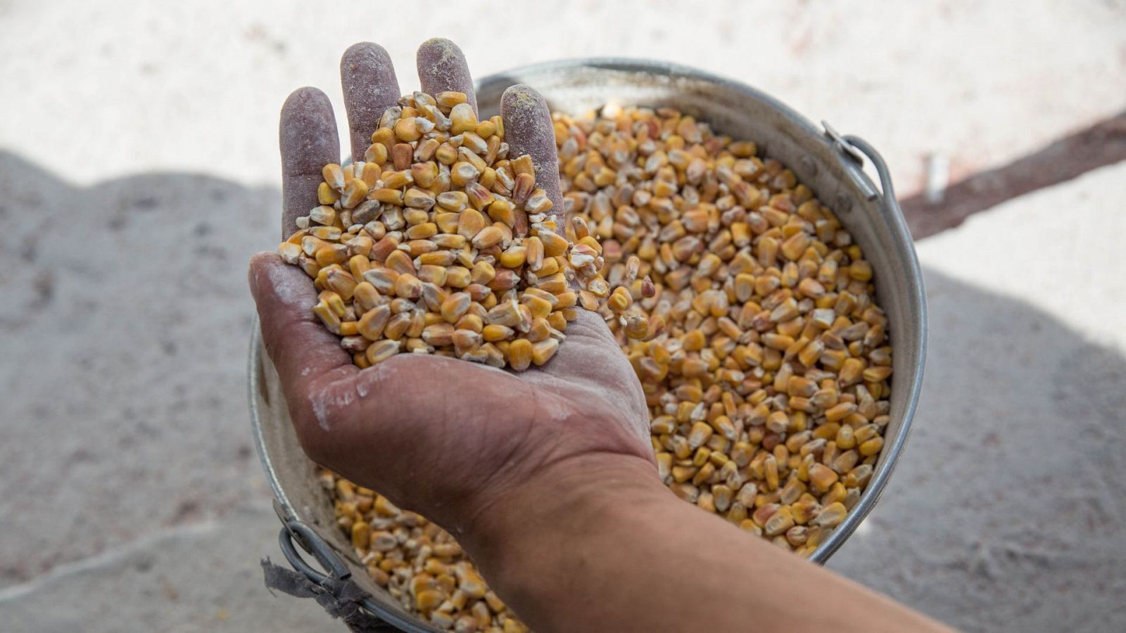El grano de Ucrania no llega a países con crisis alimentaria