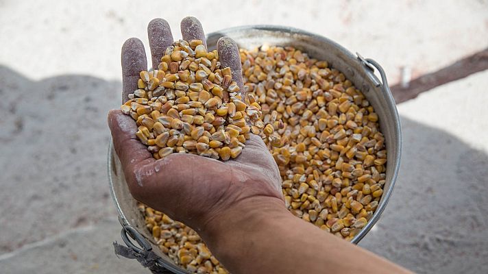 Telediario 1 - El grano de Ucrania no llega a los países que sufren la crisis alimentaria