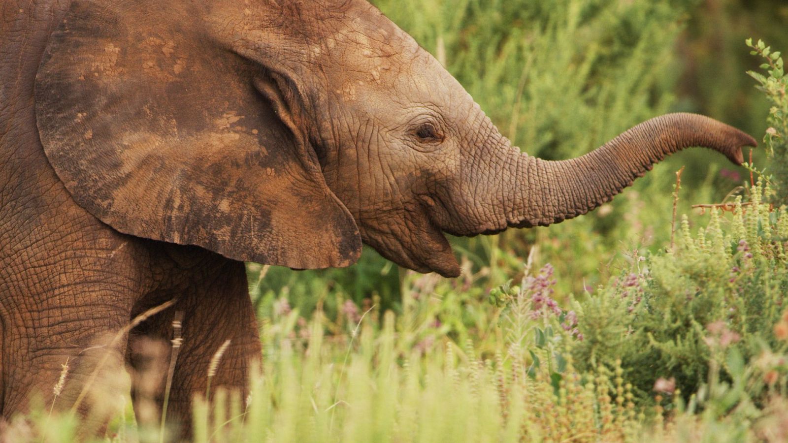 Serengueti - T2 - Episodio 3: Renovación - ver ahora