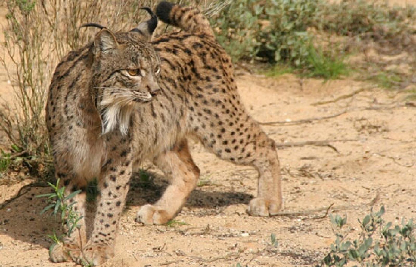 El hombre y la tierra - El Lince