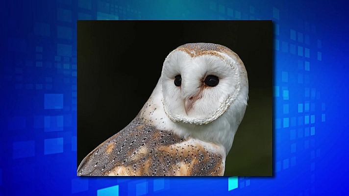 Saber y ganar - Saber y ganar - 11/04/23