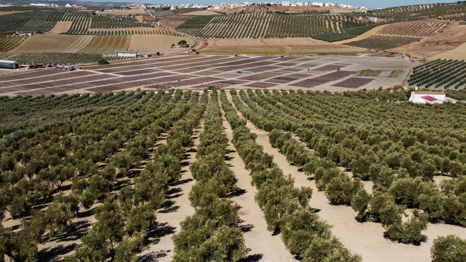 La sequía ahoga la tierra de Córdoba