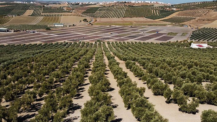 La sequía ahoga la tierra de Córdoba y limita la recogida de los productos
