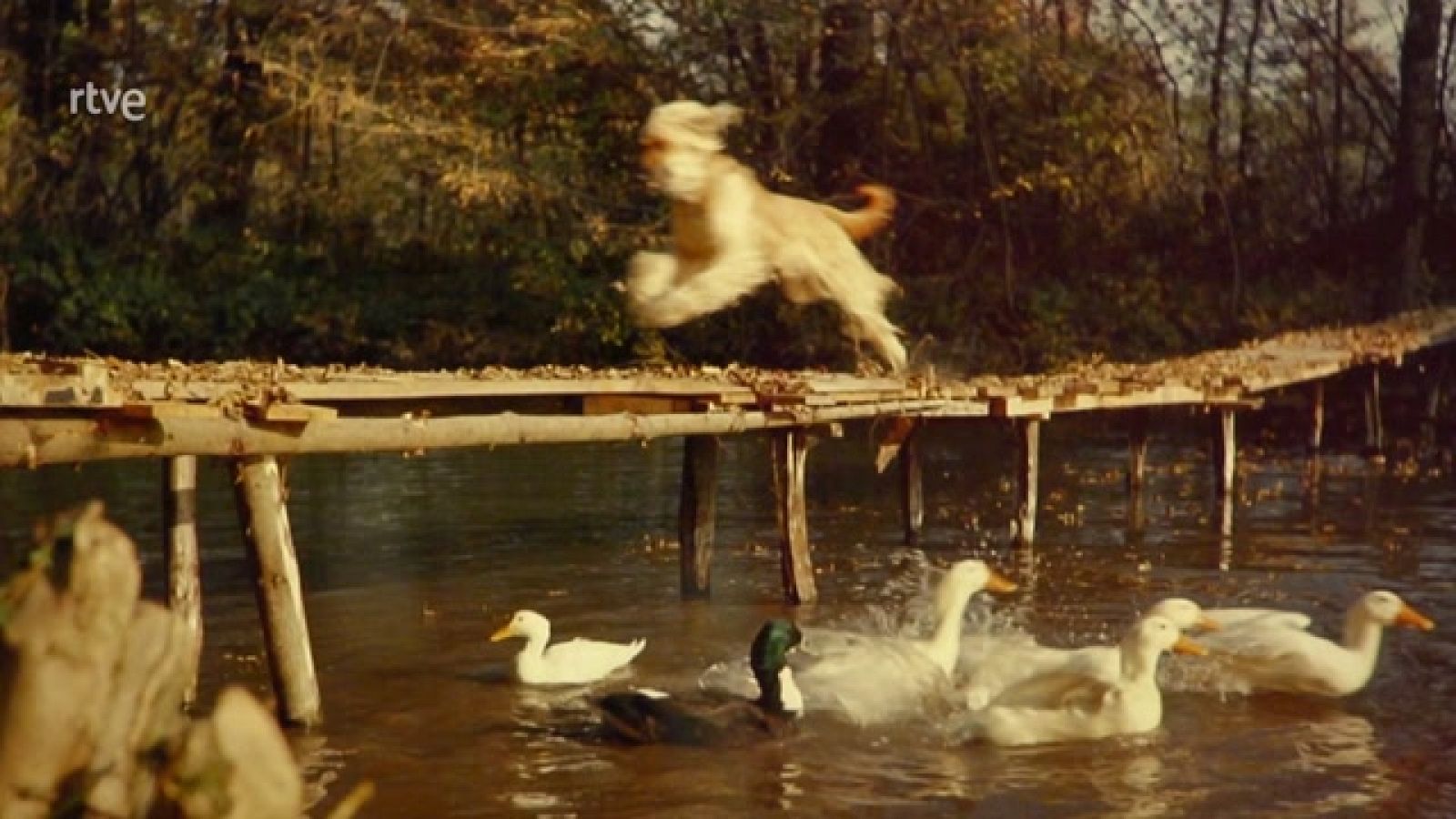 Lartigue. El cazador de instantes felices