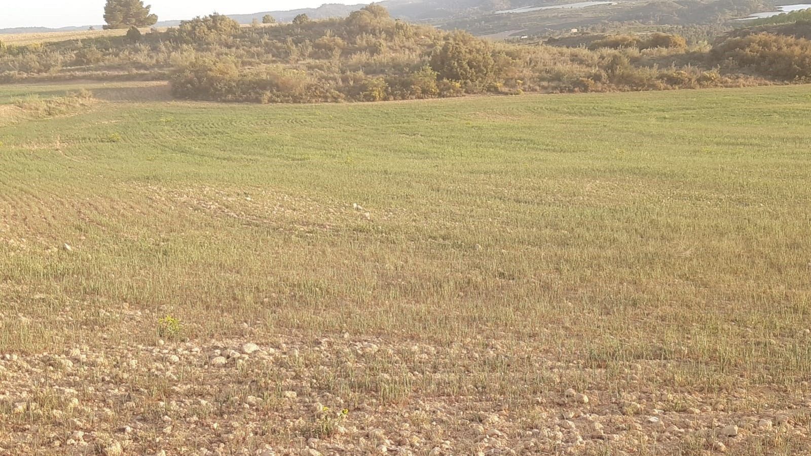 La sequía asfixia al campo y hace peligrar las cosechas | Ver