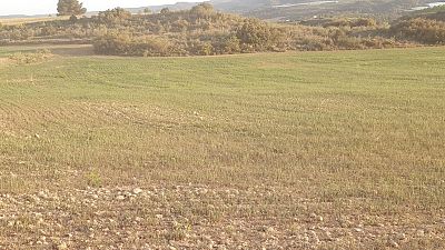 La sequía asfixia al campo y hace peligrar las cosechas