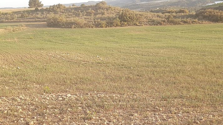 Telediario 1 - La sequía asfixia al campo y hace peligrar las cosechas