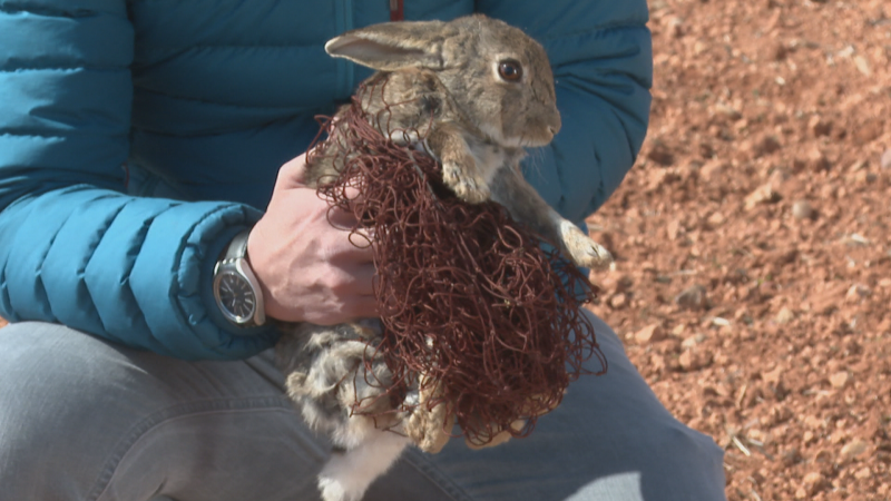 Los conejos híbridos han provocado pérdidas de 40 millones de euros en el campo aragonés