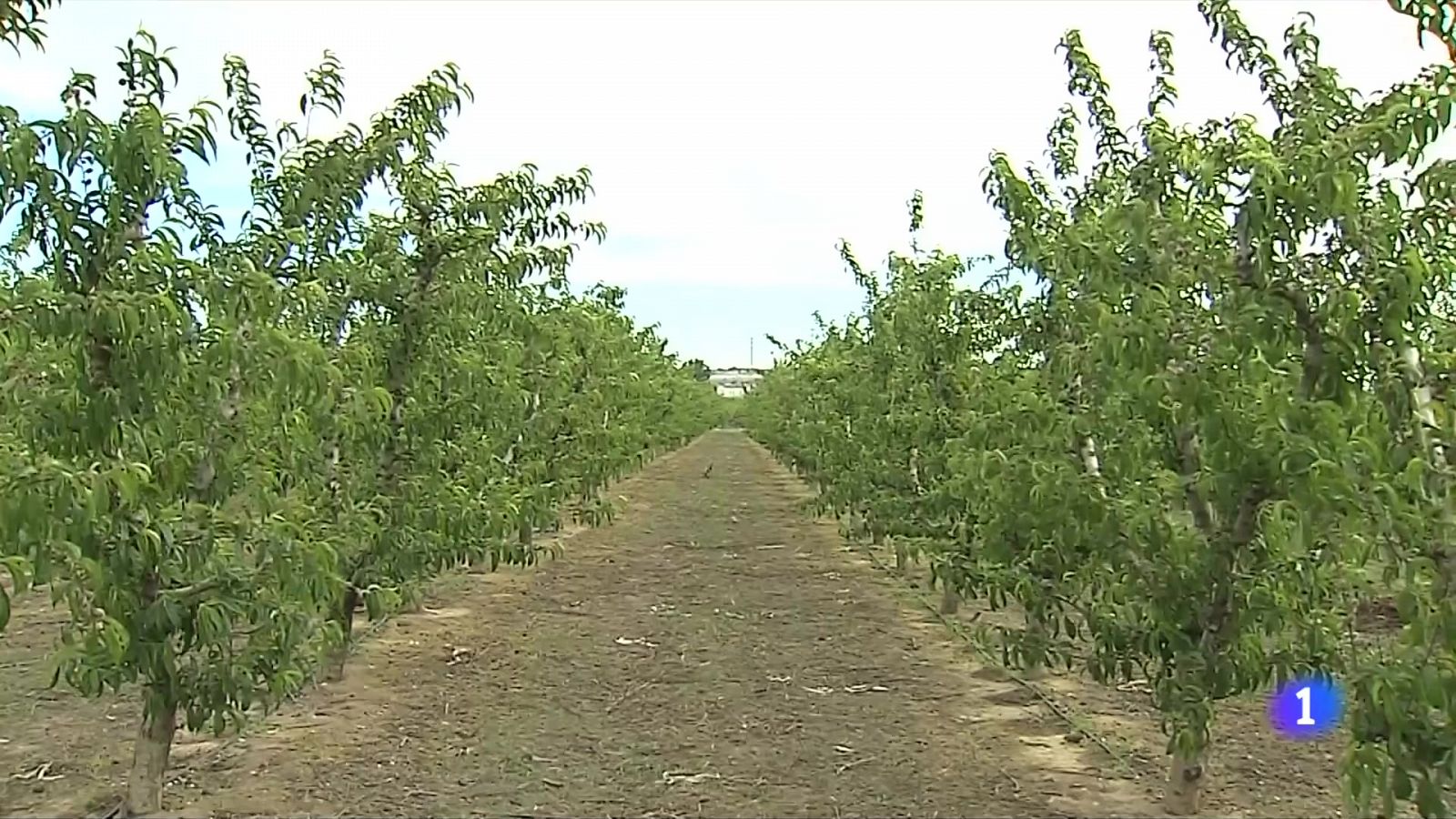 Menys fruita i més petita: la sequera amoïna els productors a Ponent